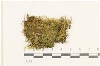 藏品(卵葉青蘚)的圖片