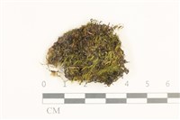 藏品(脆枝曲柄蘚)的圖片