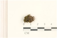 藏品(脆枝曲柄蘚)的圖片