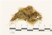 藏品(羽枝青蘚)的圖片