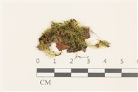 藏品(羽枝青蘚)的圖片