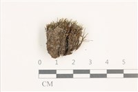 藏品(東亞昂氏蘚,東方昂氏蘚)的圖片