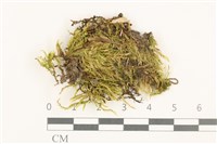 藏品(羽枝青蘚)的圖片