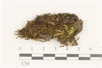 藏品(羽枝青蘚)的圖片