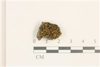 藏品(脆枝曲柄蘚)的圖片