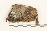 藏品(脆枝曲柄蘚)的圖片