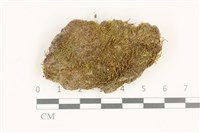 藏品(東亞昂氏蘚,東方昂氏蘚)的圖片