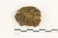 藏品(東亞昂氏蘚,東方昂氏蘚)的圖片