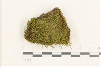 藏品(東亞昂氏蘚,東方昂氏蘚)的圖片