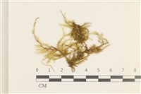 藏品(多疣懸蘚)的圖片