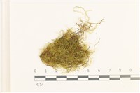 藏品(多疣懸蘚)的圖片