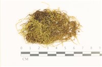 藏品(多疣懸蘚)的圖片