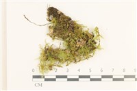 藏品(多疣懸蘚)的圖片