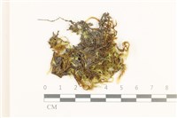 藏品(多疣懸蘚)的圖片