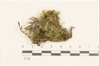 藏品(威氏青蘚)的圖片