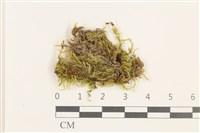 藏品(羽枝青蘚)的圖片