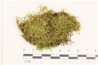 藏品(羽枝青蘚)的圖片