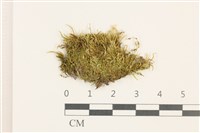 藏品(羽枝青蘚)的圖片