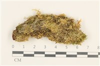 藏品(東亞小錦蘚)的圖片