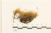 藏品(兩色真蘚)的圖片