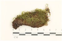 藏品(細葉真蘚)的圖片