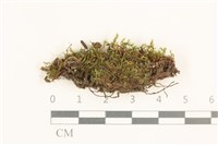 藏品(黃色真蘚)的圖片