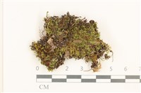 藏品(細葉真蘚)的圖片