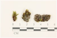 藏品(細葉真蘚)的圖片