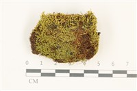 藏品(索氏叢本蘚)的圖片