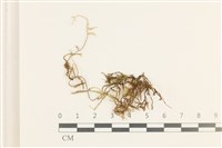 藏品(多疣懸蘚)的圖片