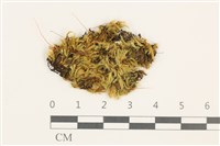藏品(羽枝青蘚)的圖片