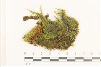 藏品(羽枝青蘚)的圖片