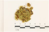 藏品(羽枝青蘚)的圖片