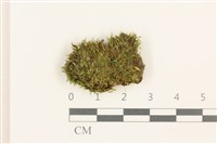 藏品(細葉真蘚)的圖片