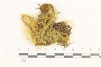 藏品(多疣懸蘚)的圖片