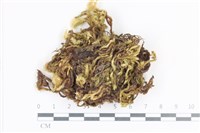 藏品(毛扭蘚)的圖片