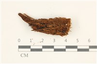 藏品(小挺葉苔)的圖片