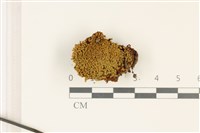 藏品(索氏叢本蘚)的圖片