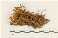 藏品(皺葉牛舌蘚)的圖片