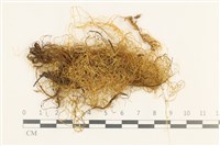 藏品(鞭枝懸蘚)的圖片