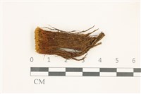 藏品(北地扭口蘚)的圖片