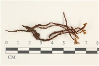 藏品(大扭口蘚)的圖片