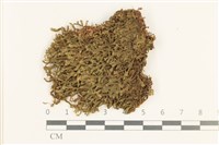 藏品(鞭苔,三裂鞭苔)的圖片