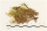 藏品(溪邊青蘚)的圖片