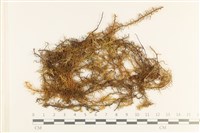 藏品(毛羽蘚)的圖片