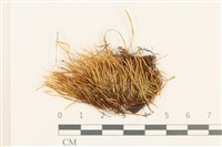 藏品(蝦蘚)的圖片