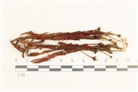 藏品(節莖曲柄蘚)的圖片