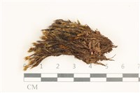 藏品(節莖曲柄蘚)的圖片