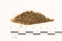 藏品(曲枝大萼苔)的圖片