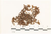 藏品(小蛇苔)的圖片